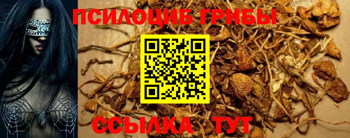 Псилоцибиновые грибы Cubensis Астрахань